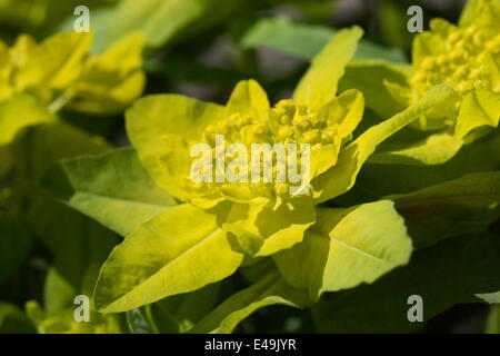 L'euphorbe coussin Euphorbia epithymoides - Banque D'Images