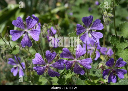 Geranium 'Philippe Vapelle Renard' Banque D'Images