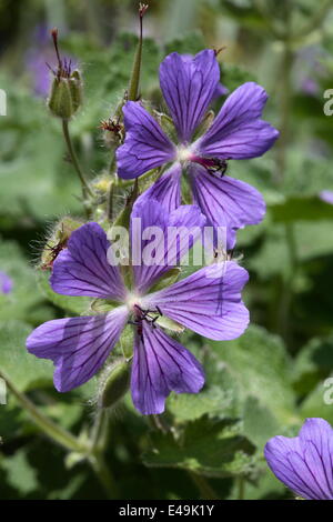 Geranium renardii 'Philippe Vapelle' Banque D'Images