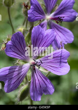 Geranium 'Philippe Vapelle Renard' Banque D'Images