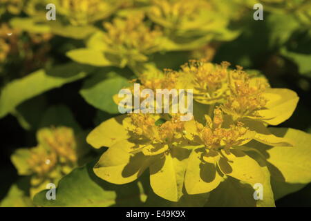 L'euphorbe coussin Euphorbia epithymoides - Banque D'Images