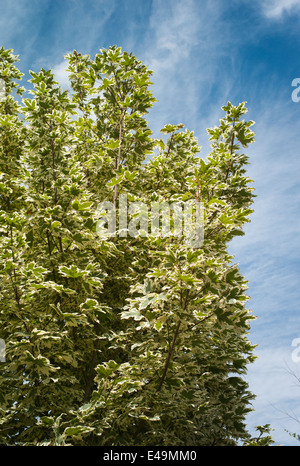 Acer platanoides Drummondii montrant que l'on croit être foliageplant bigarré, arbre Banque D'Images