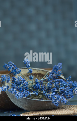 Les brindilles de lavande, Lavandula angustifolia, dans une coque de noix de coco Banque D'Images