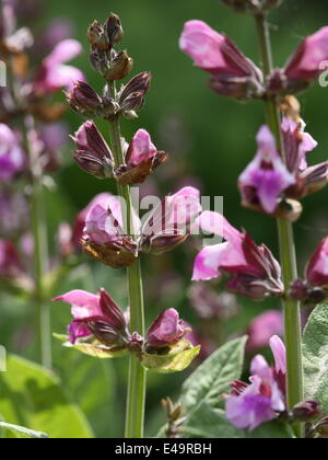 Sauge - Salvia officinalis commune Banque D'Images