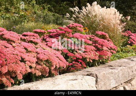 Orpin - Sedum telephium 'Autumn Joy' Banque D'Images