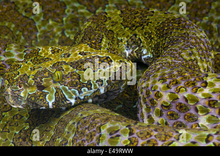 Protobothrops mangshanensis Mangshan pitviper / Banque D'Images