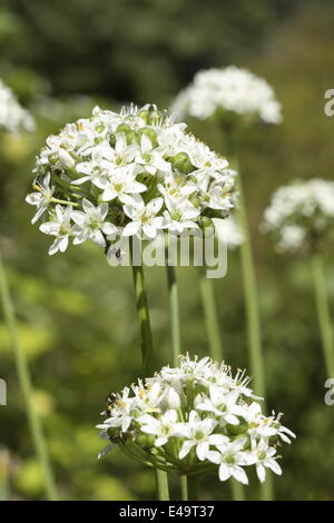 Ciboulette Ail - Allium tuberosum 'NewBelt» Banque D'Images