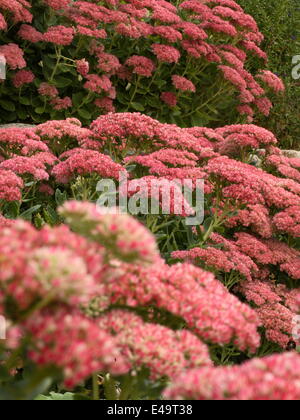 Orpin - Sedum telephium 'Autumn Joy' Banque D'Images