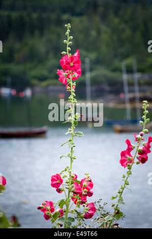 Floraison rose trémière vers la fin de l'été Banque D'Images