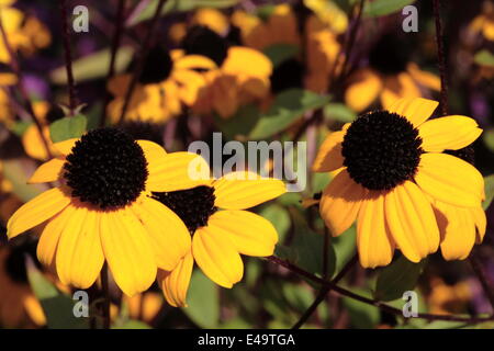 Brown-eyed Susan - Rudbeckia triloba Banque D'Images