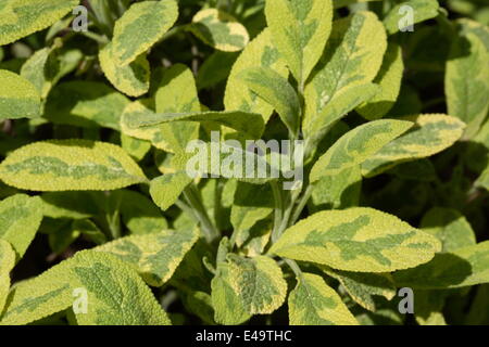 Sauge de jardin - Salvia officinalis 'Icterina' Banque D'Images