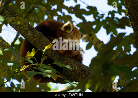 Le panda rouge (Ailurus fulgens fulgens) dormant dans arbre, zoo Hellabrunn, Munich, Haute-Bavière, Allemagne, Europe. Banque D'Images