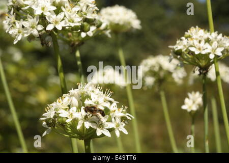 Ciboulette Ail - Allium tuberosum 'NewBelt» Banque D'Images