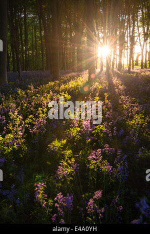 Bois Bluebell en jacinthes au printemps, Badbury touffe à Badbury Hill, Oxford, Oxfordshire, Angleterre, Royaume-Uni, Europe Banque D'Images