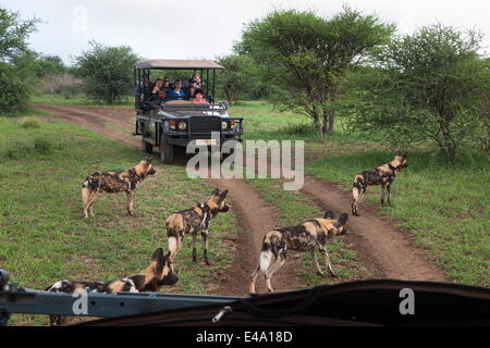 Lycaons (Lycaon pictus) et la vue de jeu véhicule, Madikwe Game Reserve, Afrique du Sud, l'Afrique Banque D'Images