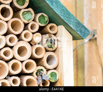 Leaf Cutter Bee au travail Banque D'Images