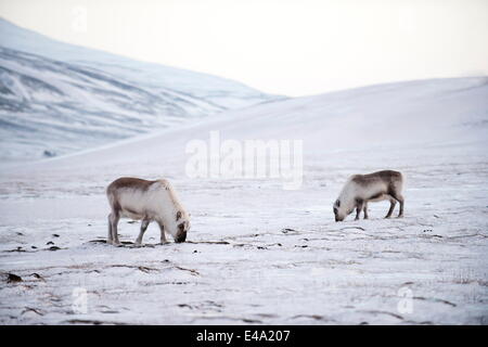 Renne du Svalbard le pâturage en hiver, creuser pour les lichens et les herbes au-dessous de la neige, Banque D'Images