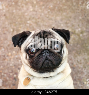 Un chien Pug ressemble attentivement l'appareil photo. Banque D'Images