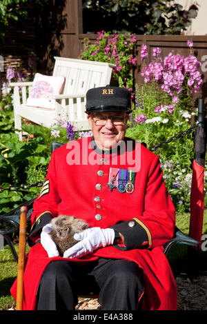 Hampton Court, Royaume-Uni. 7 juillet, 2014. A Chelsea retraité est titulaire d'un hérisson hérisson mignon au jardin à Hampton Court Flower Show sur appuyez sur Jour Crédit : Keith Larby/Alamy Live News Banque D'Images