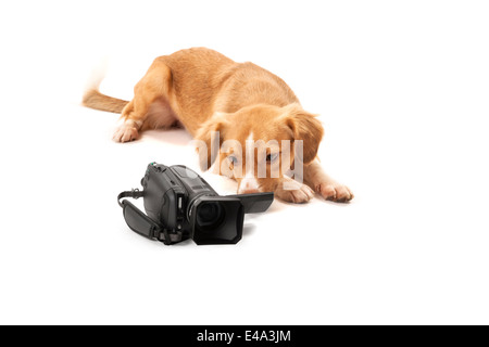 Portrait de chien à la recherche à l'isolé sur fond blanc caméscope Banque D'Images