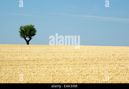 Olivier solitaire dans un champ de blé avec ciel bleu, Provence, France en été Banque D'Images