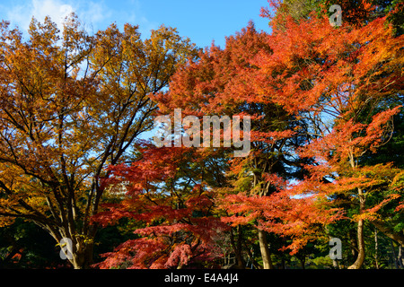 Jardin Koishikawa Korakuen en automne à Tokyo Banque D'Images