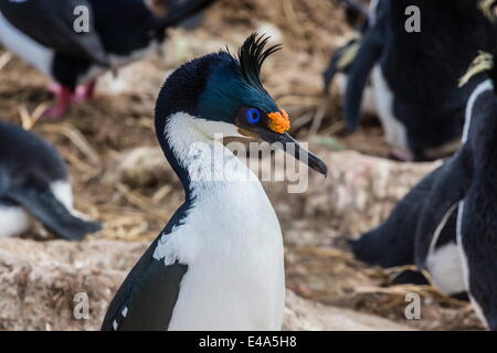 Shag Impériale adultes (Phalacrocorax atriceps) à la colonie de reproduction sur l'île nouvelle, Falklands, protectorat d'outre-mer du Royaume-Uni Banque D'Images