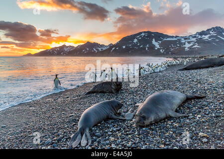 Éléphant de mer du sud (Mirounga leonina), petits porcelets sevrés au lever du soleil, le port de l'or, la Géorgie du Sud, UK-outre-mer Banque D'Images