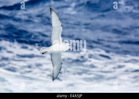 Le Sud de l'adultes (fulma Fulmarus glacialoides) en vol à Coronation Island, îles Orcades du Sud, l'Antarctique, régions polaires Banque D'Images