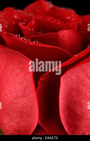 Blossom de red rose, Rosa, avec l'eau, vue partielle Banque D'Images