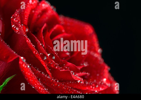 Blossom de red rose, Rosa, avec de l'eau tombe en face de fond noir, vue partielle Banque D'Images