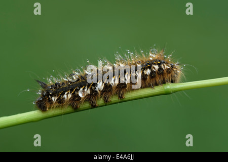 Euthrix potatoria, buveur Banque D'Images