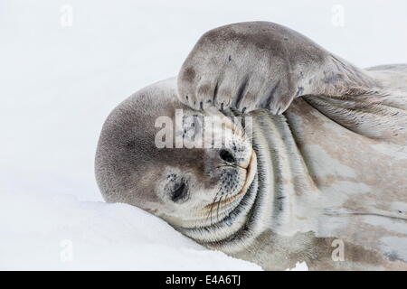 Phoque de Weddell (Leptonychotes weddellii) reposant sur la glace de Half Moon Island, l'Île Shetland du Sud, l'Antarctique Groupe Banque D'Images