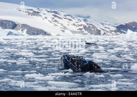 Baleine à bosse (Megaptera novaeangliae), des profils spy-hopping dans Cierva Cove, l'Antarctique, régions polaires Banque D'Images