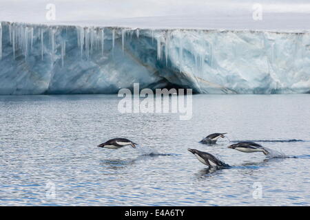 Adultes marsouinage manchots adélies (Pygoscelis adeliae), Brown Bluff, mer de Weddell, l'Antarctique, régions polaires Banque D'Images