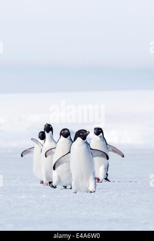 Des profils manchots adélies (Pygoscelis adeliae) marche sur la glace de mer dans la première année de son actif, mer de Weddell, l'Antarctique, régions polaires Banque D'Images