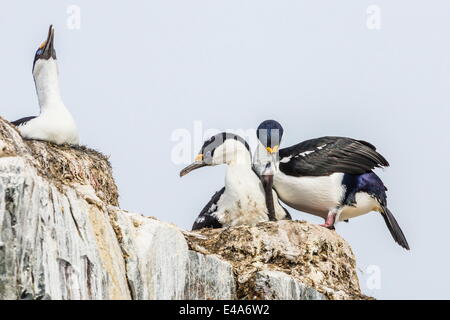 Cormorans de l'Antarctique (Phalacrocorax atriceps bransfieldensis) [], de nidification sur l'Île Petermann poussin, l'Antarctique, régions polaires Banque D'Images