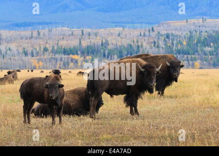 Avec le troupeau de bisons en veau Parc National de Grand Teton, Wyoming, États-Unis d'Amérique, Amérique du Nord Banque D'Images