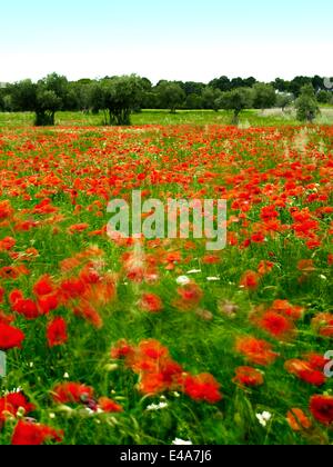 Champ de coquelicots, Figueres, Gérone, Catalogne, Espagne, Europe Banque D'Images