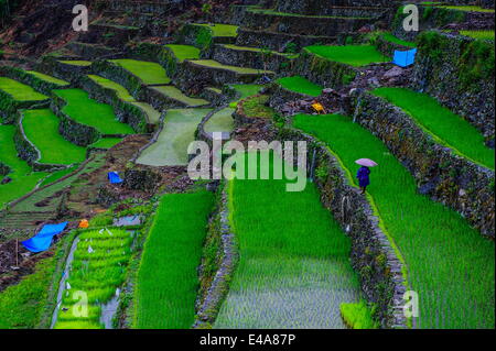 Batad rizières en terrasses, au patrimoine mondial de l'UNESCO de Banaue, Luzon, Philippines, Asie du Sud, Asie Banque D'Images