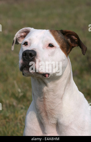 American Staffordshire Terrier Banque D'Images