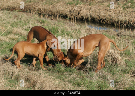 Le Rhodesian Ridgeback Banque D'Images