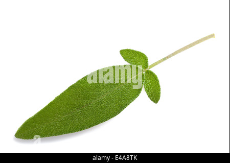 Feuilles de sauge isolated on white Banque D'Images