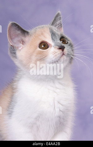 Chaton British Shorthair Banque D'Images