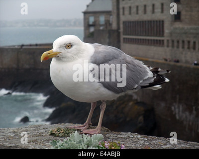 Mouette à Saint-Malo, une ville portuaire dans le nord-ouest de la France Banque D'Images