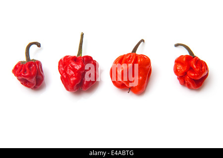 Piments Scotch Bonnet ou caraïbes peppers isolated on a white background studio. Banque D'Images