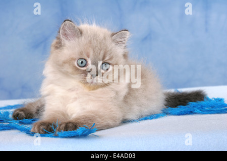 Chaton persan Banque D'Images