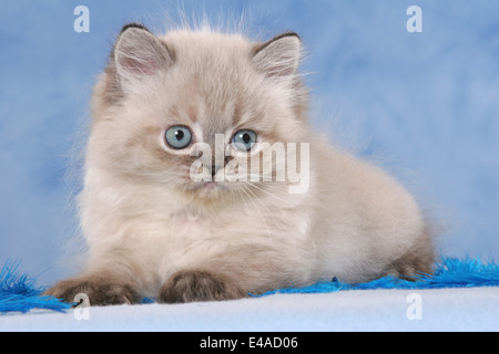 Chaton persan Banque D'Images