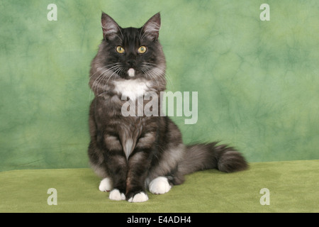 Chat Norvégien assis Banque D'Images