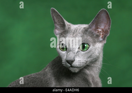 Portrait Bleu Russe Banque D'Images